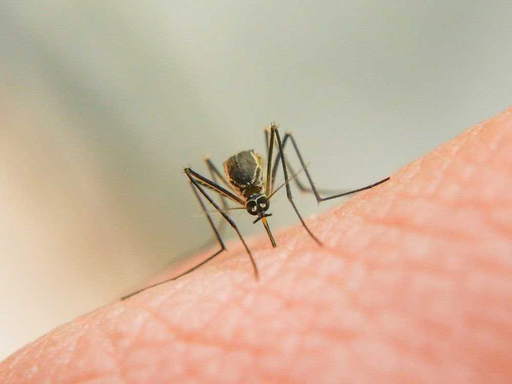A mosquito is biting a person 's arm.