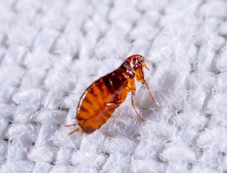 Professional flea treatment in Huntsville, AL by Pest King
