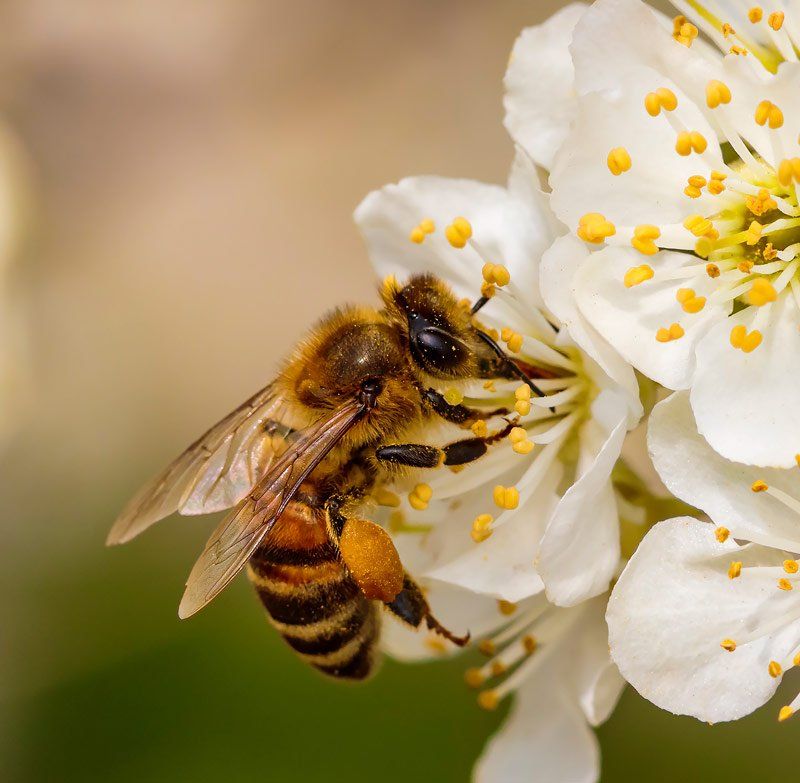 Bee extermination services by Pest King in Madison, AL