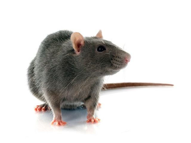Looking for Rodent Control or Rodent Removal ? Rat Rodent