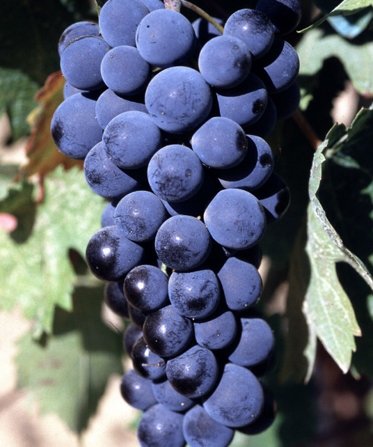 Agiorgitiko wine grape