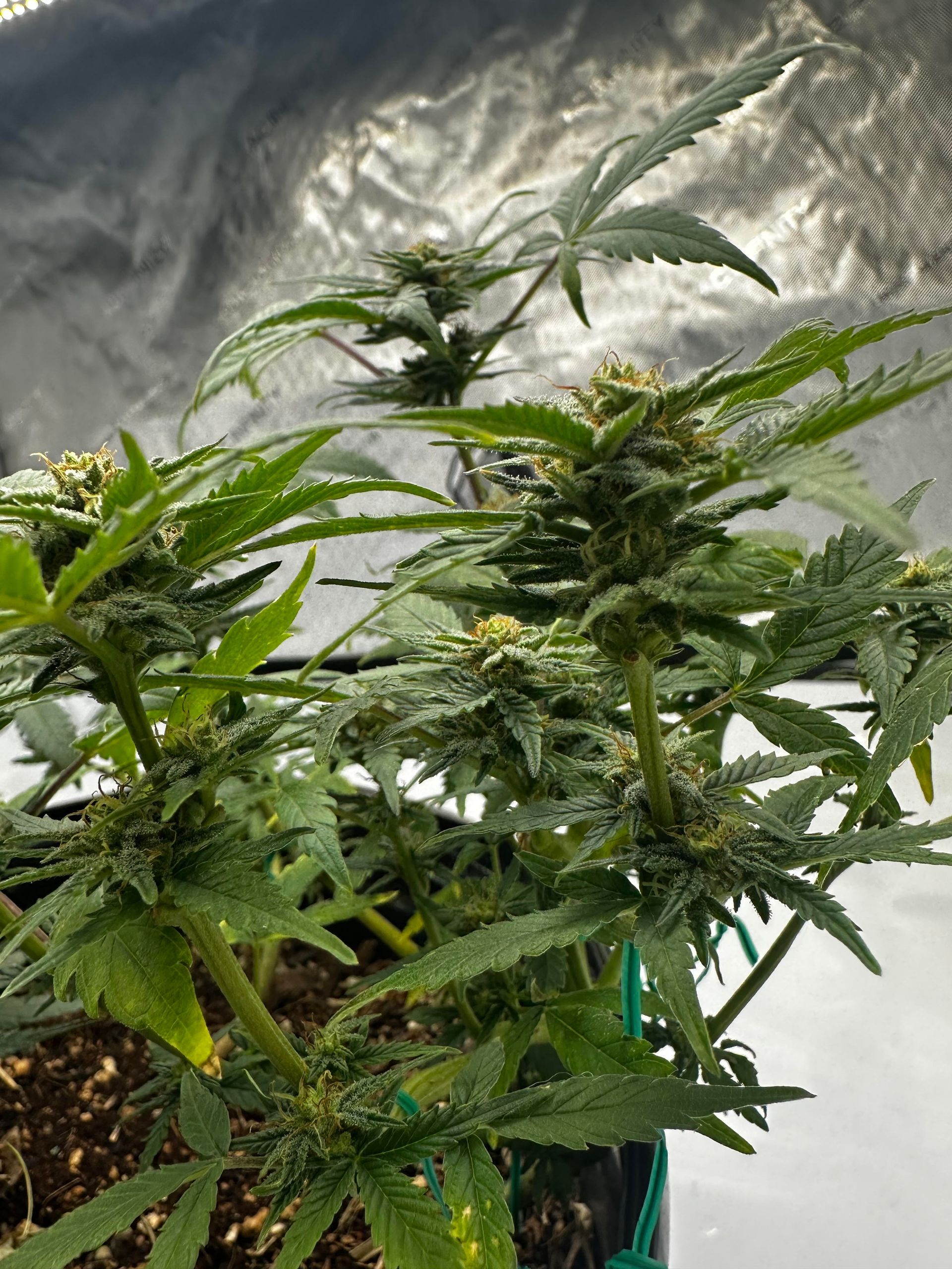 Hemp ready for cultivation $275-$300