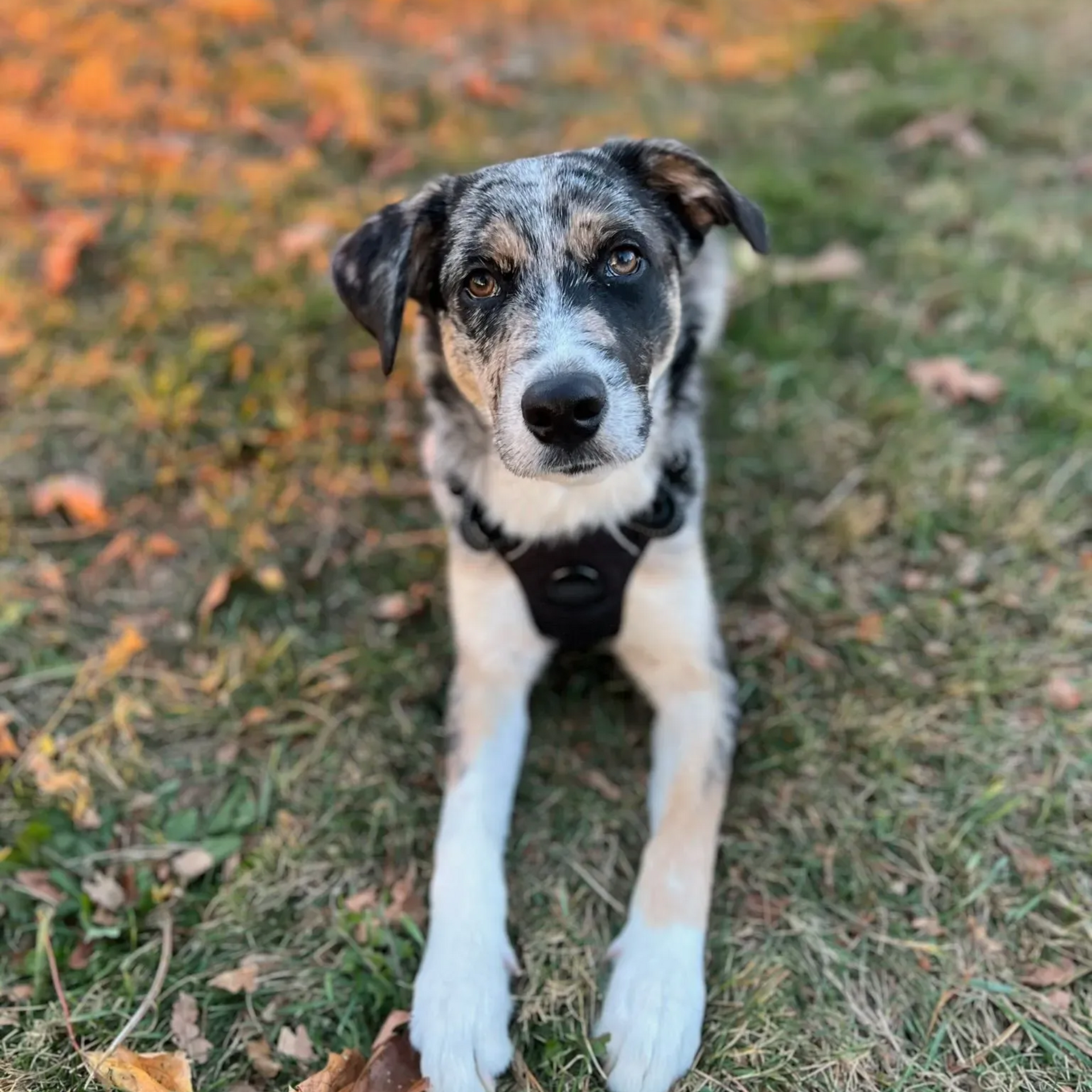 Dog with a speckled coat, black face, and white legs lies on the grass, looking at the camera.