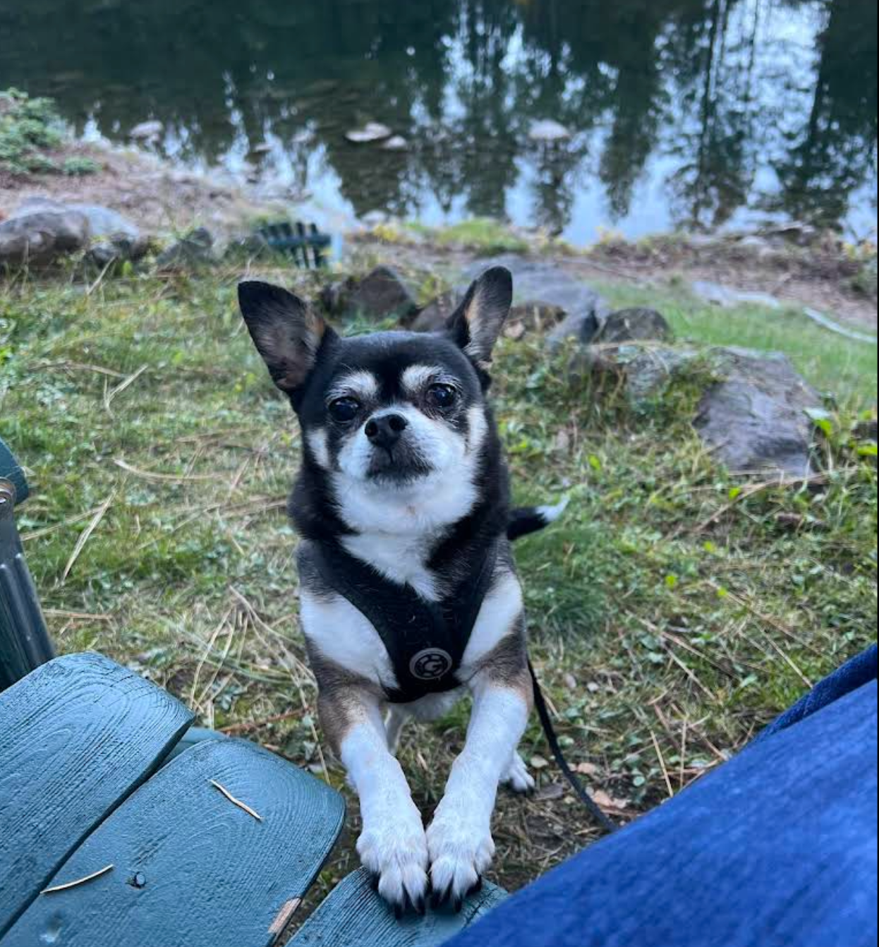 A black and white Chihuahua mix with a harness stands on its hind legs, resting its front paws on a green wooden bench.