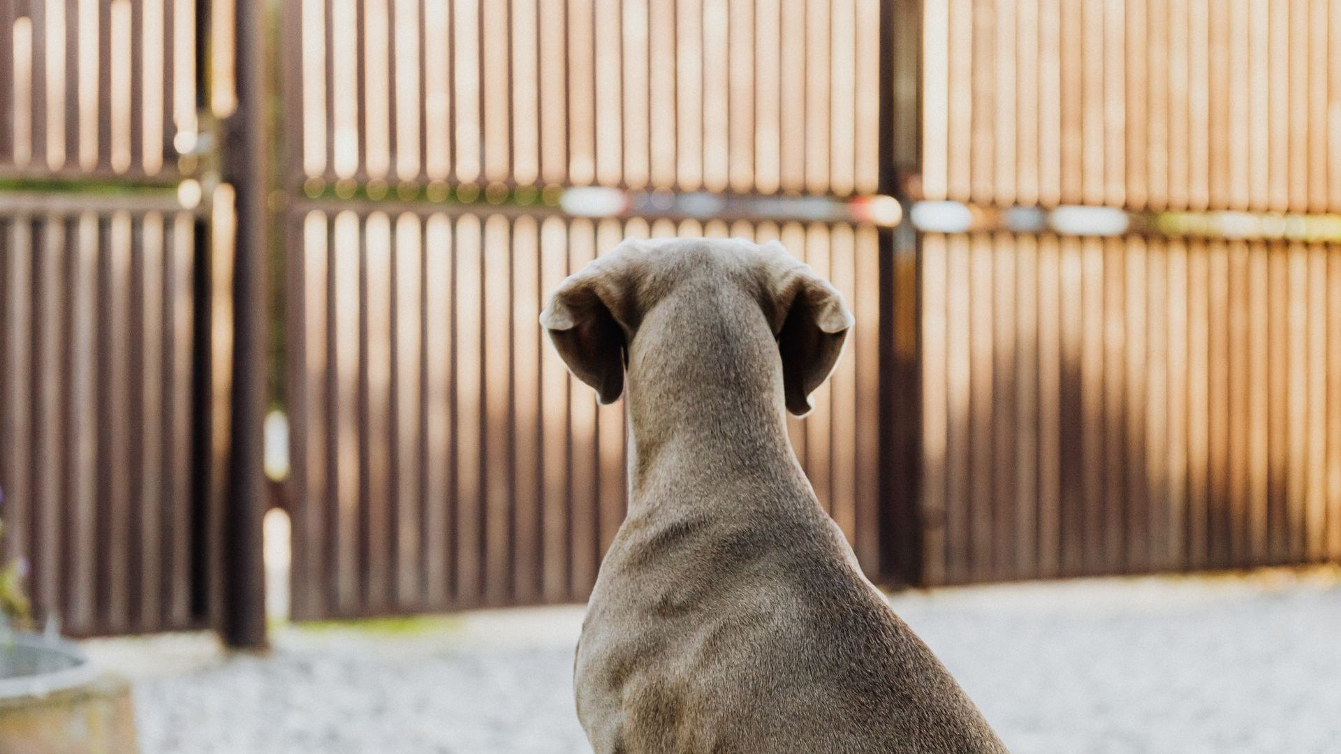 Dog fence example