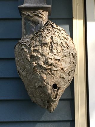 Bug Control Services —Bees Nest in Dover, NH