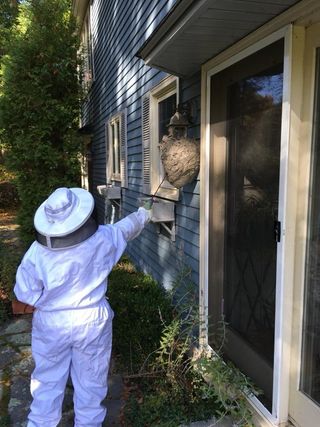 Rodent Extermination — Professional Bee Exterminator in Dover, NH