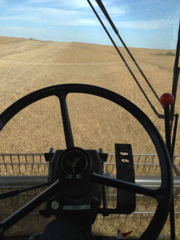 View from inside a combine harvester, steering wheel in focus, looking out at a harvested wheat field under a blue sky.