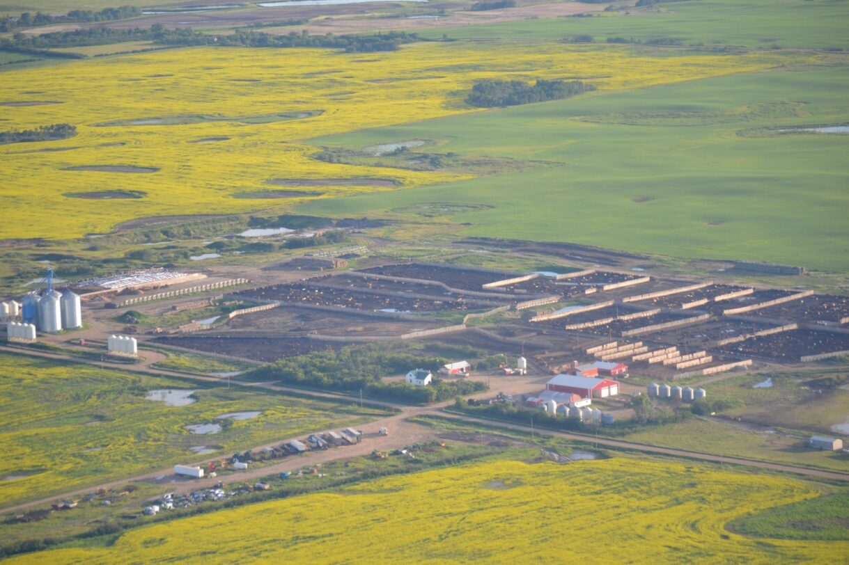 Aerial view of Coro View Farms cattle feedlot with buildings, numerous pens of livestock, and surrounding fields of crops.