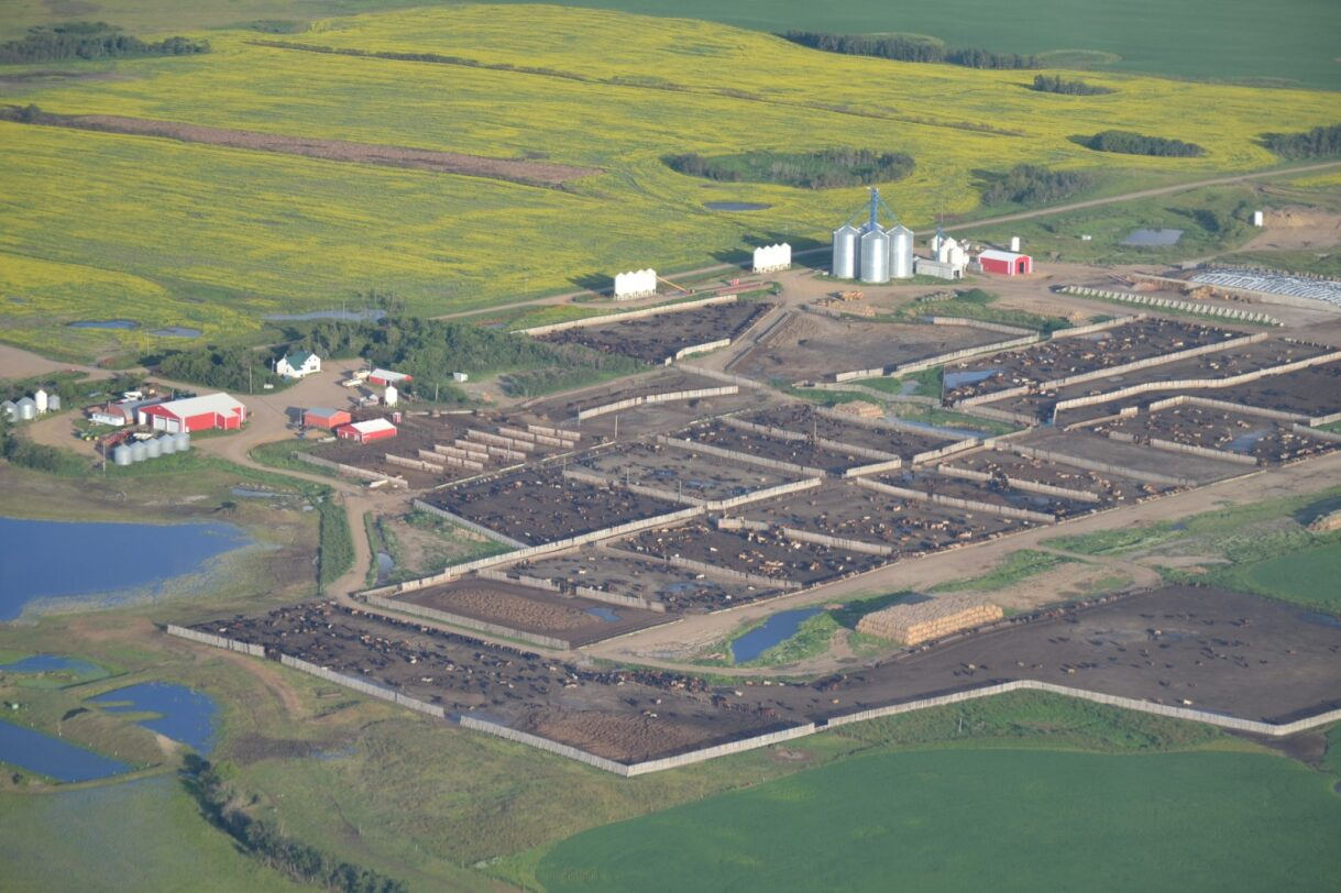 Aerial view of a cattle feedlot with many pens, buildings, and silos. Green and yellow fields surround the facility.