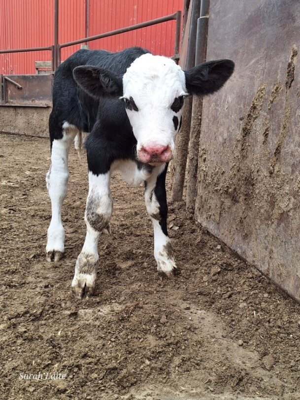 Calf with black and white markings, standing on muddy ground, looking forward at Coro View Farms Ltd.