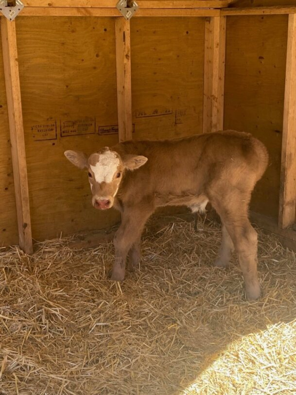 Brown and white calf standing in a wooden stall with hay at Coro View Farms Ltd.