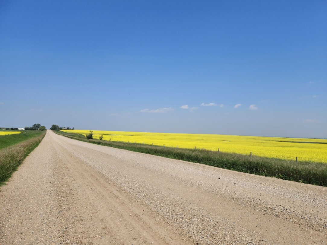 Gravel road through yellow canola fields at Coro View Farms Ltd. under a clear blue sky.