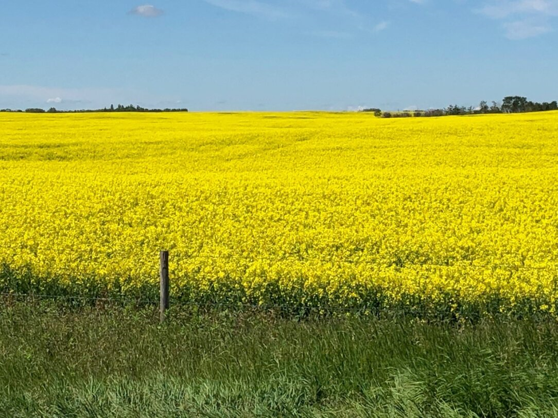 Yellow canola field at Coro View Farms Ltd. under a blue sky; a fence post and green grass in the foreground.