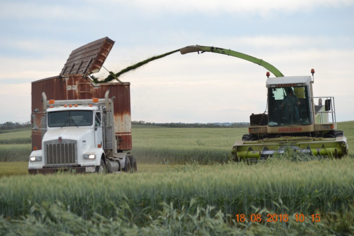 A forage harvester unloading green crop into a semi-truck in a field.