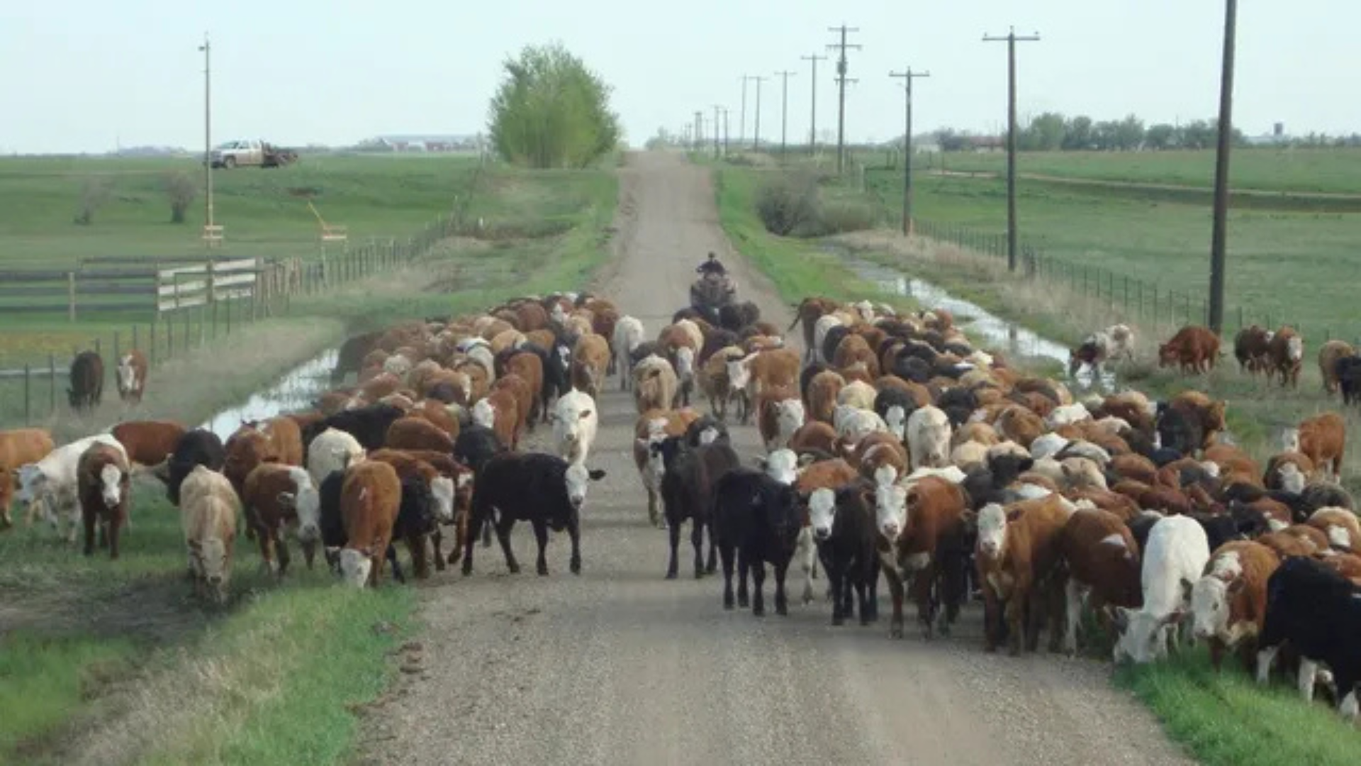 Cattle herding operations at Coro View Farms