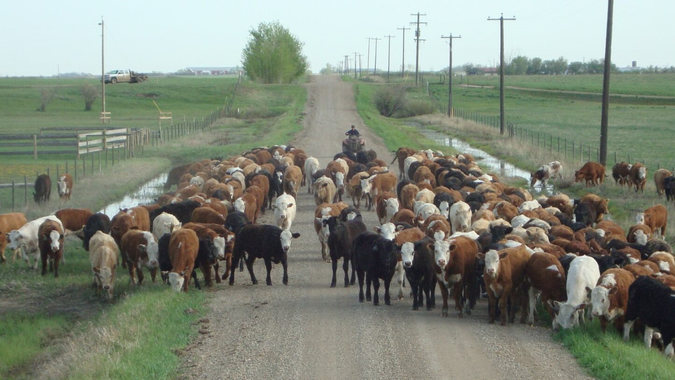 Cattle herd driven down a dirt road by a person on horseback, surrounded by green fields at Coro View Farms Ltd.