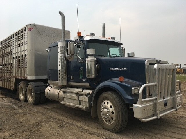 Dark blue semi-truck with cattle trailer on a dirt road at Coro View Farms Ltd.