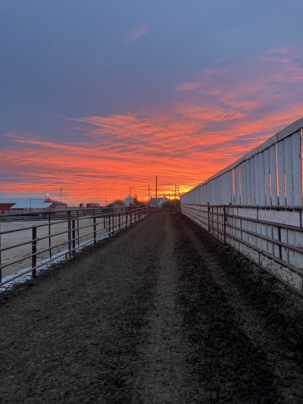 Sunset over a rural path lined with fences and buildings, sky ablaze with orange and pink hues at Coro View Farms Ltd.
