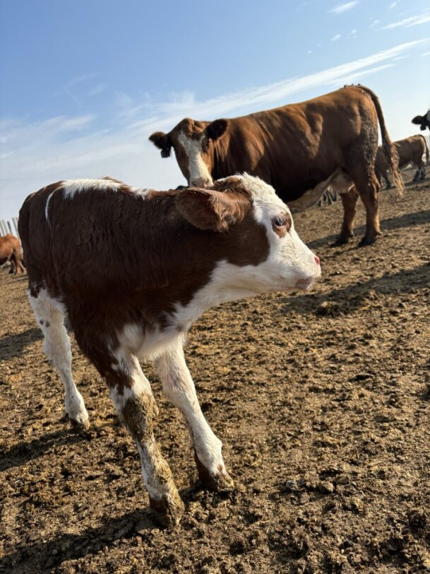 Calf with brown and white markings in a muddy field, an adult cow stands in the background under a blue sky at Coro View Farm