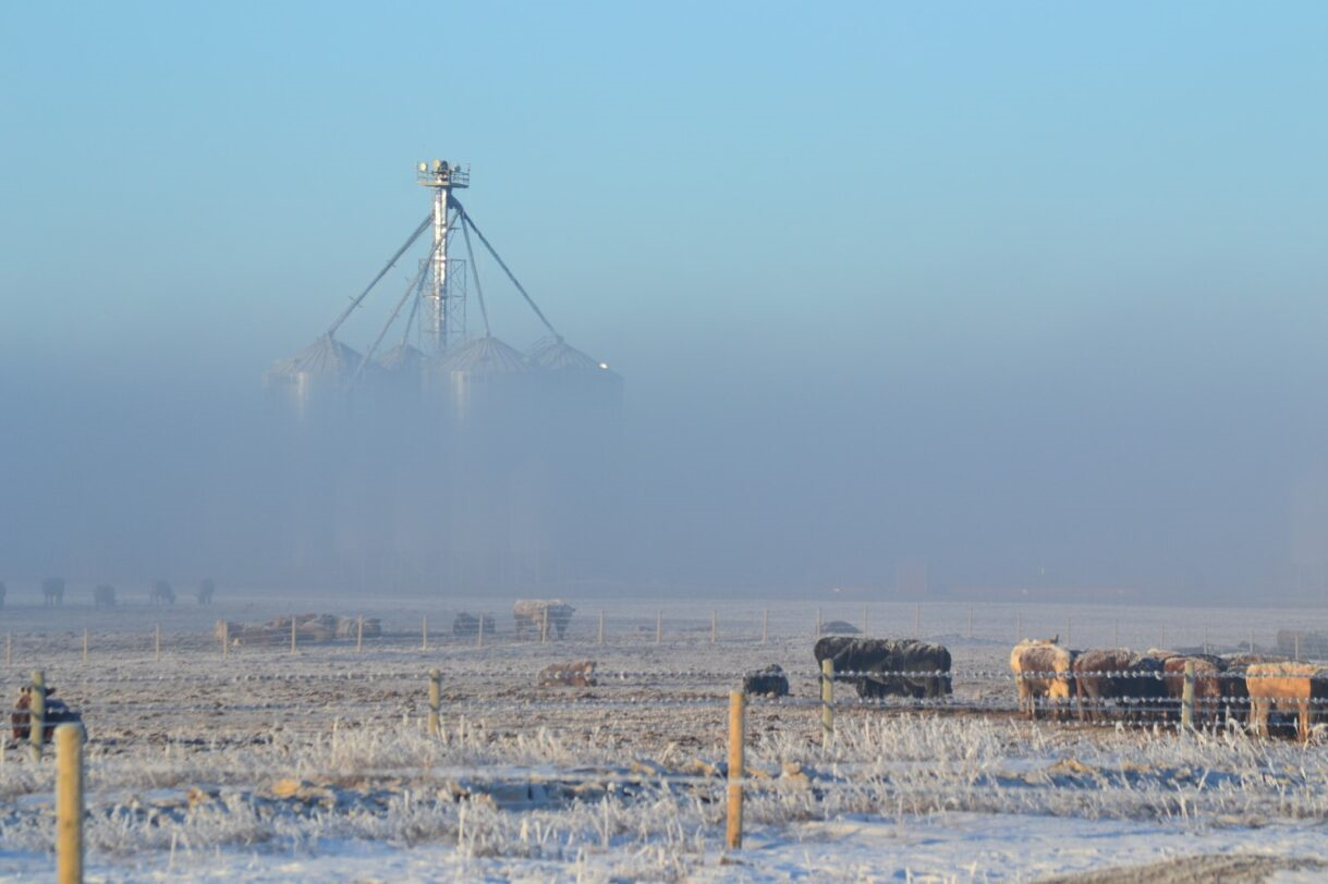 Cattle graze in a frosty field with a grain elevator shrouded in fog against a blue sky at Coro View Farms Ltd.