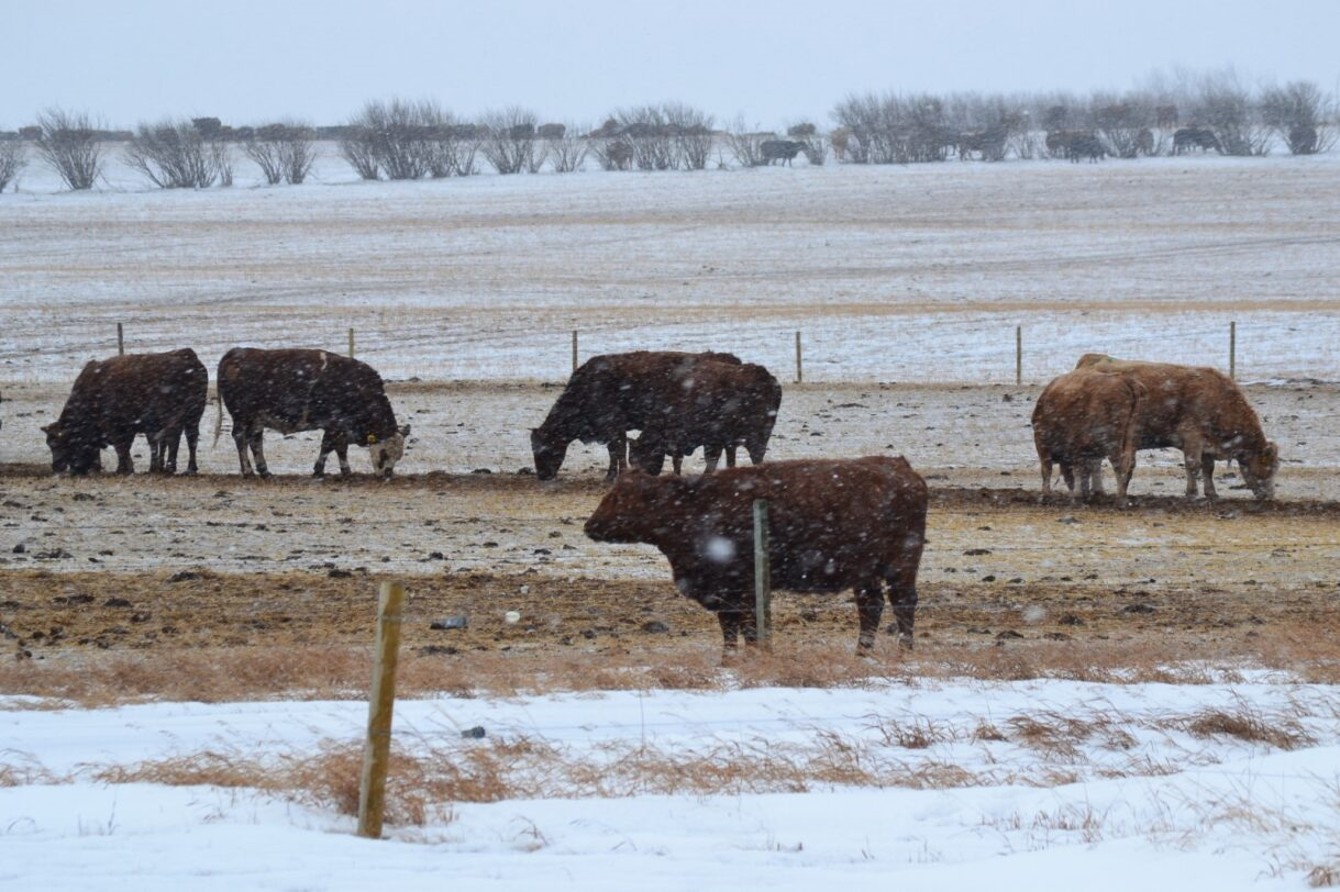 Cattle grazing in a snowy field. Several brown cows eat grass. Snowflakes fall at Coro View Farms Ltd.