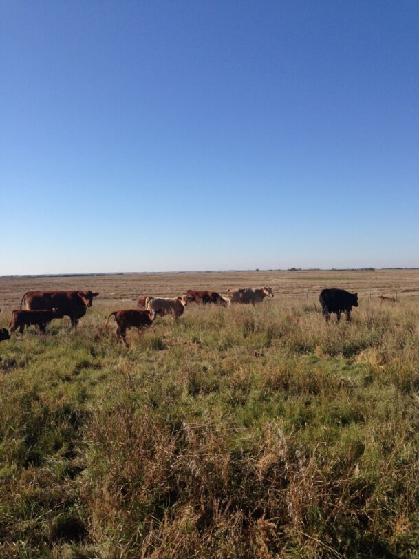 Cows grazing in a grassy field under a clear blue sky at Coro View Farms Ltd.