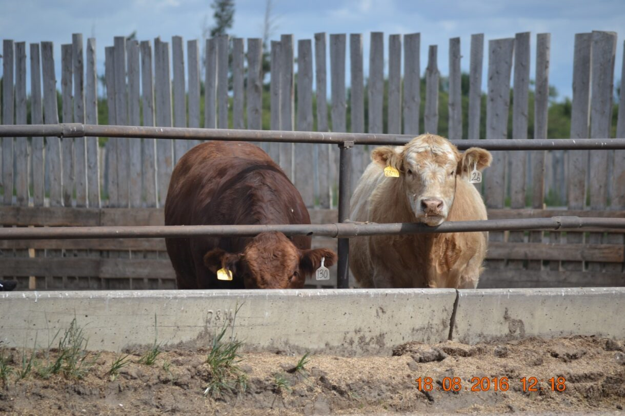 Two cattle in a pen, one brown and one tan, behind a wooden fence at Coro View Farms Ltd.