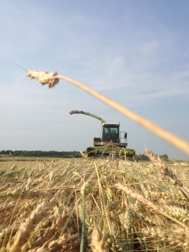Combine harvester working in a wheat field under a blue sky, stalks in foreground at Coro View Farms Ltd.