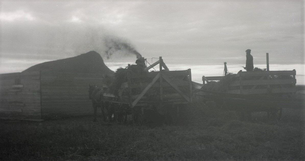 Steam-powered threshing machine in operation; rural setting, smoke billowing, likely early 20th century at Coro View Farms