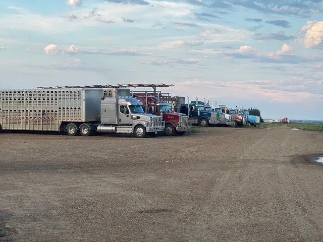 Semi-trucks, some with livestock trailers, parked on a gravel lot under a cloudy sky at Coro View Farms Ltd.