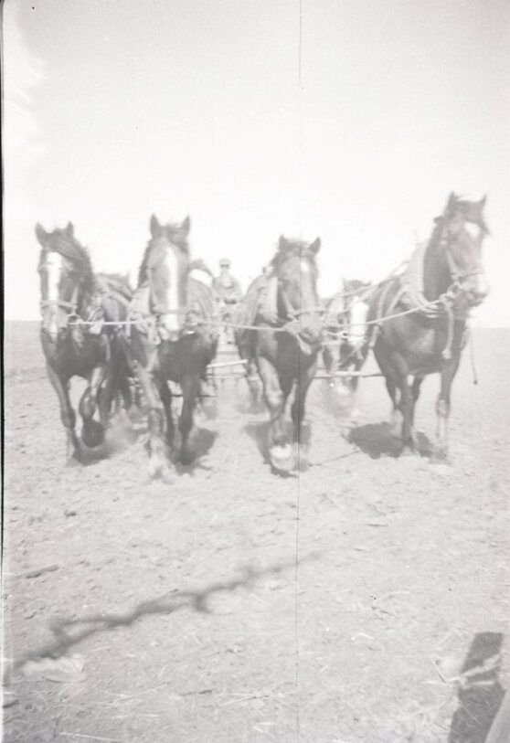Horses pulling a plow in a field, with a person driving them. Black and white at Coro View Farms Ltd.