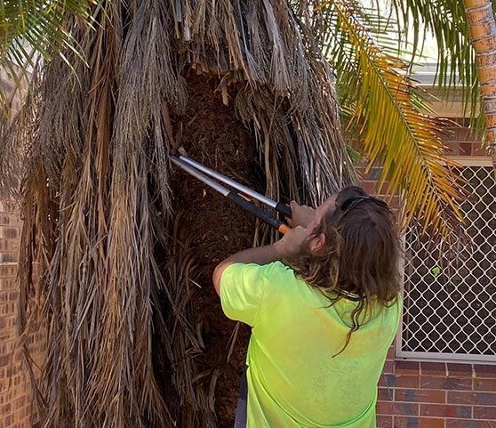 Man Trimming The Tree — Tree Trimming in Mount Isa, QLD