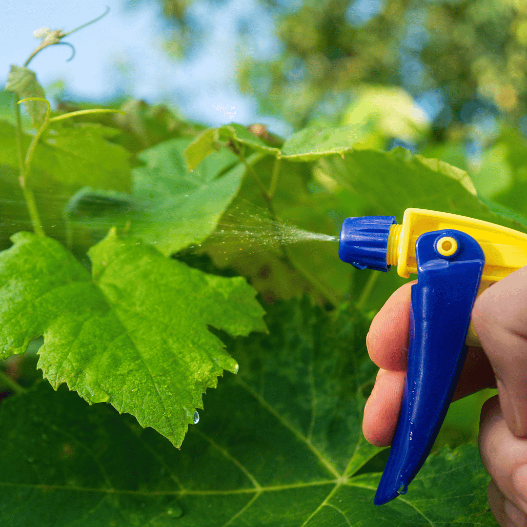 A person is spraying a plant with a sprayer