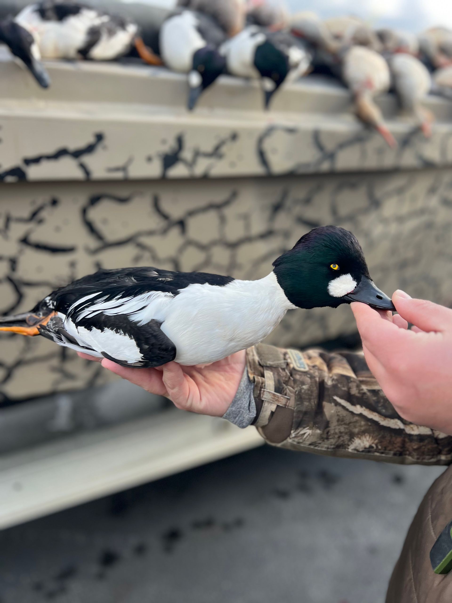 diver ducks hunting Lake Erie