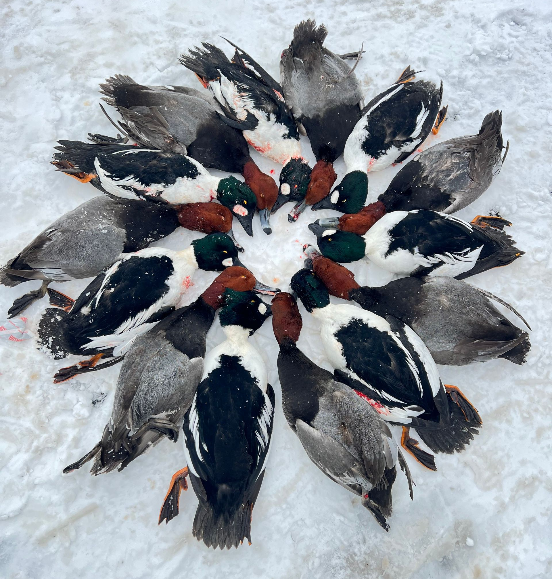 duck hunting guide lake erie ohio