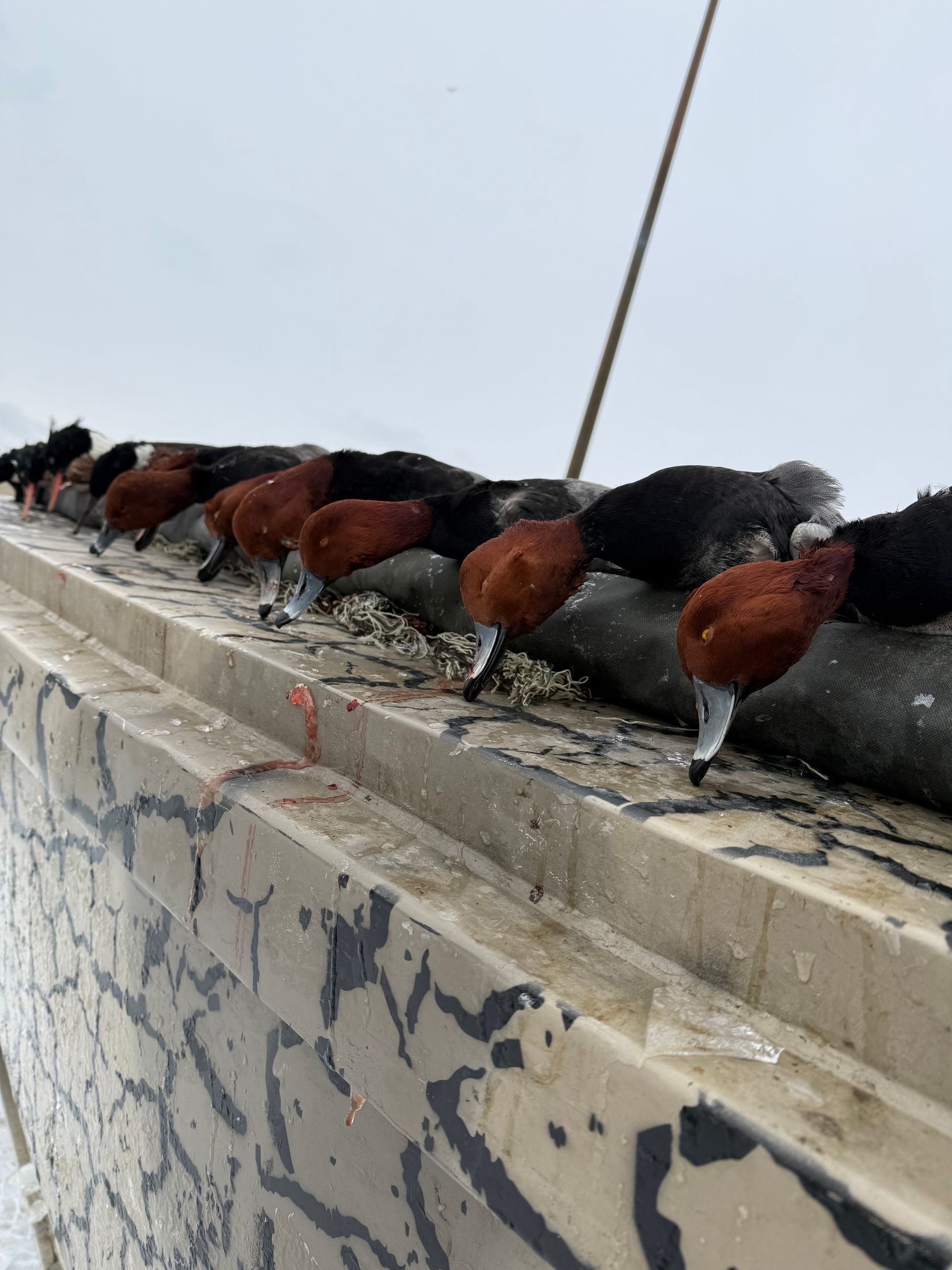 duck hunting on Lake Erie