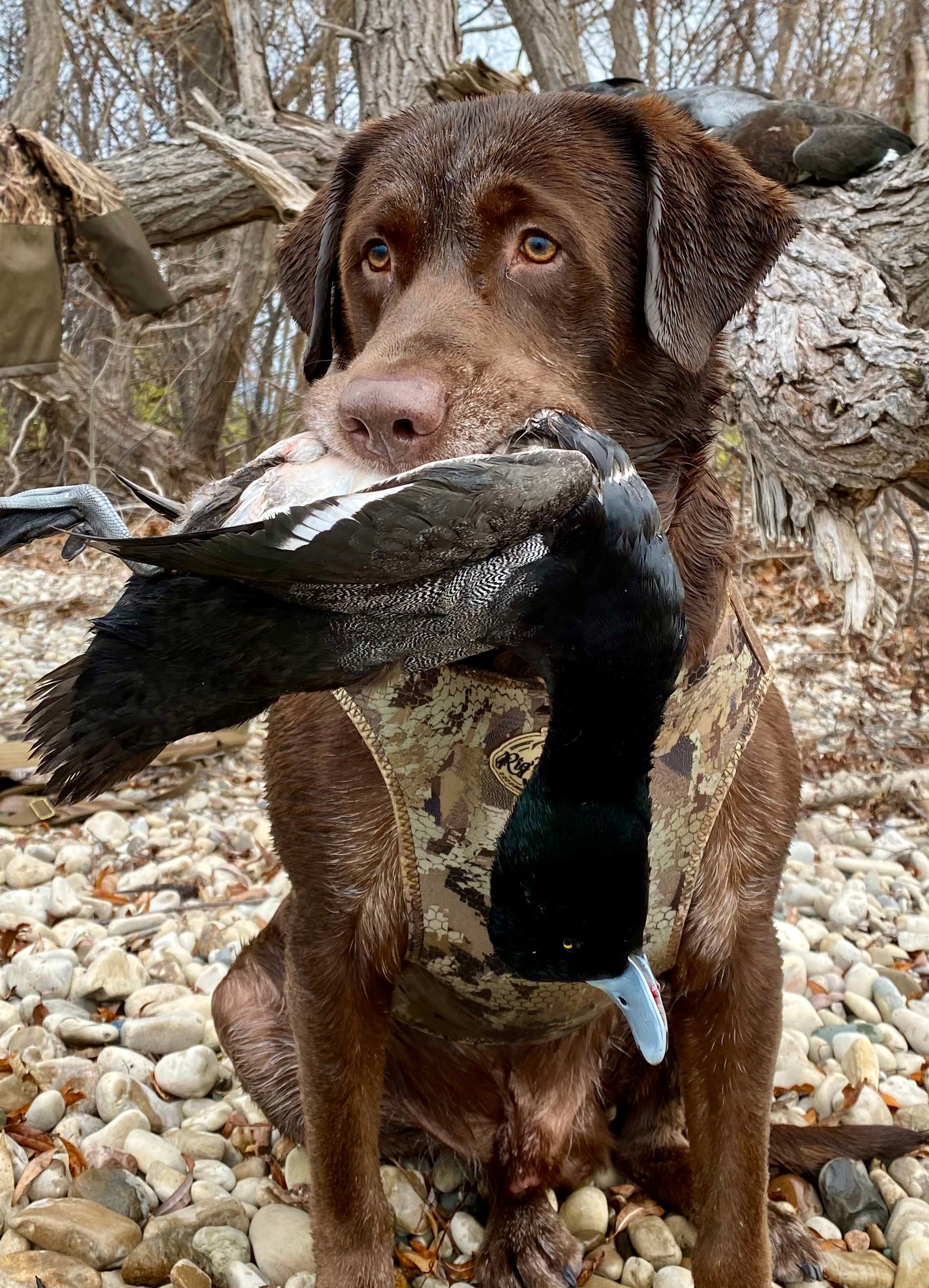 Bluebill hunting Lake Erie