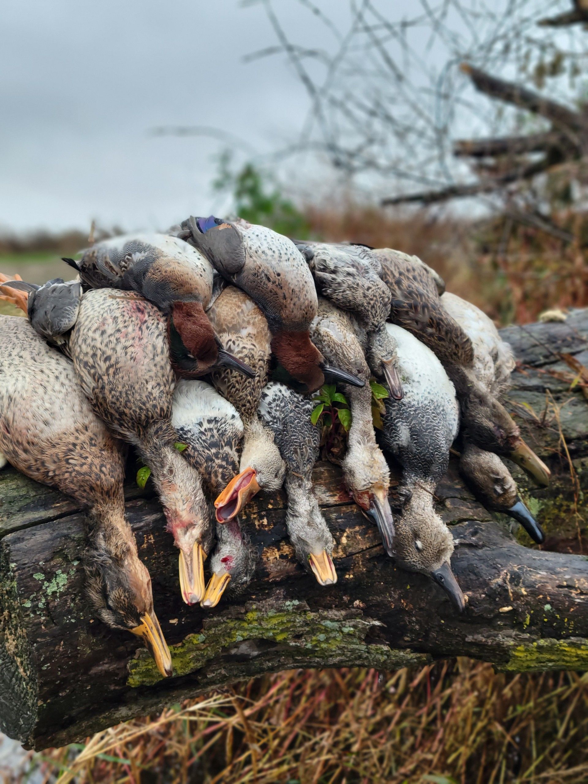 duck guide lake erie