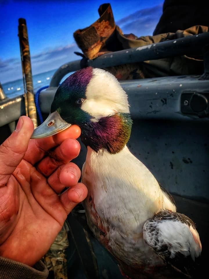 A person is holding a duck in their hand in front of a boat.
