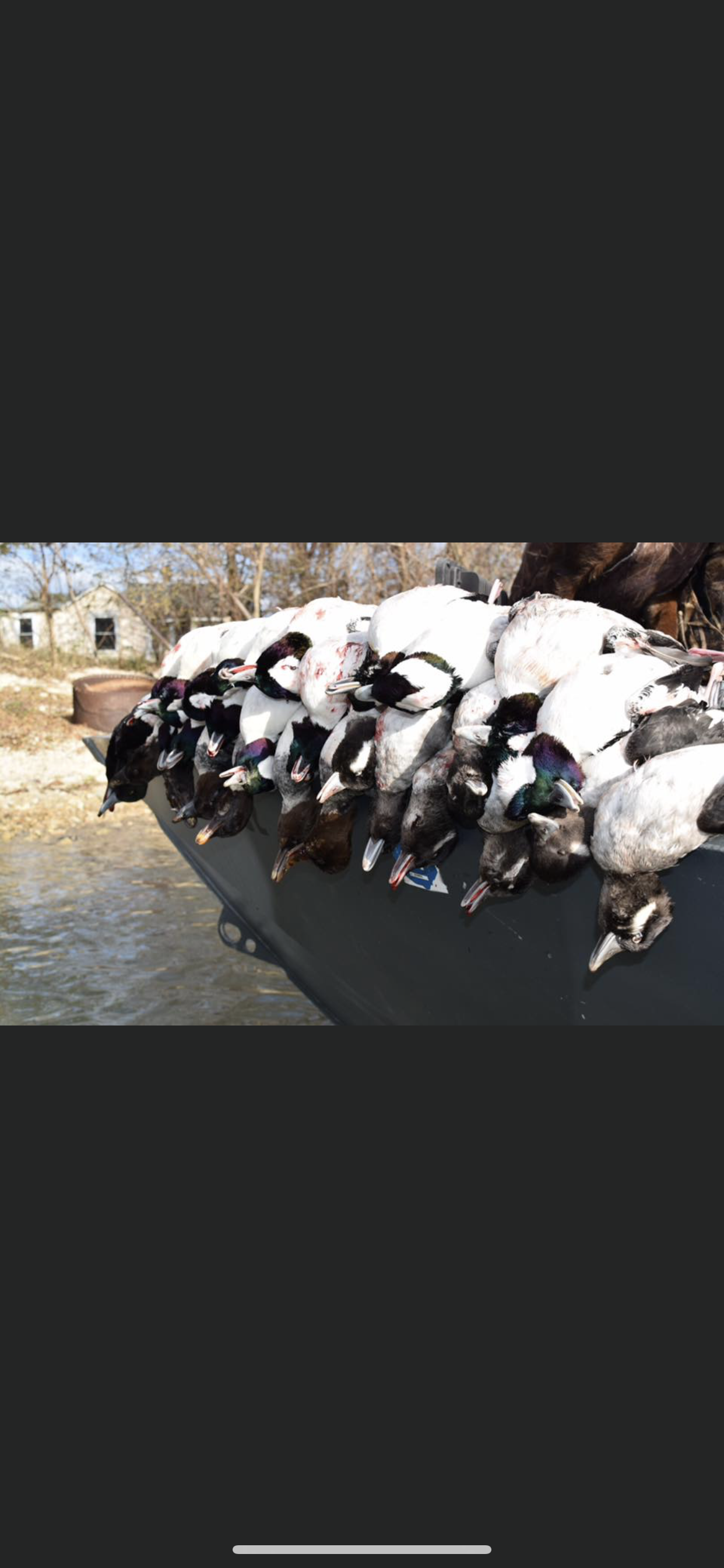 A bunch of ducks are sitting on top of a truck bed.