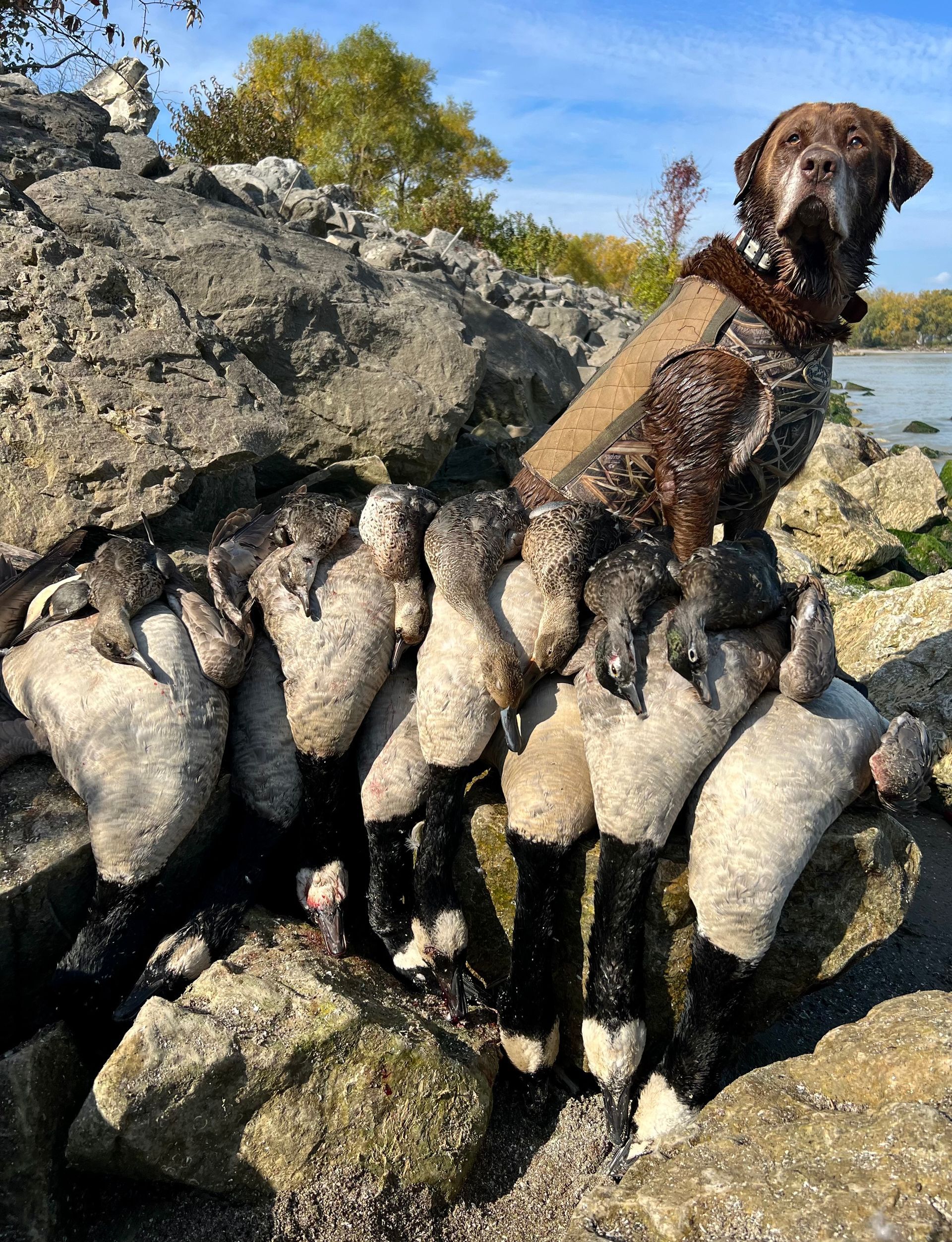 goose hunting lake Erie