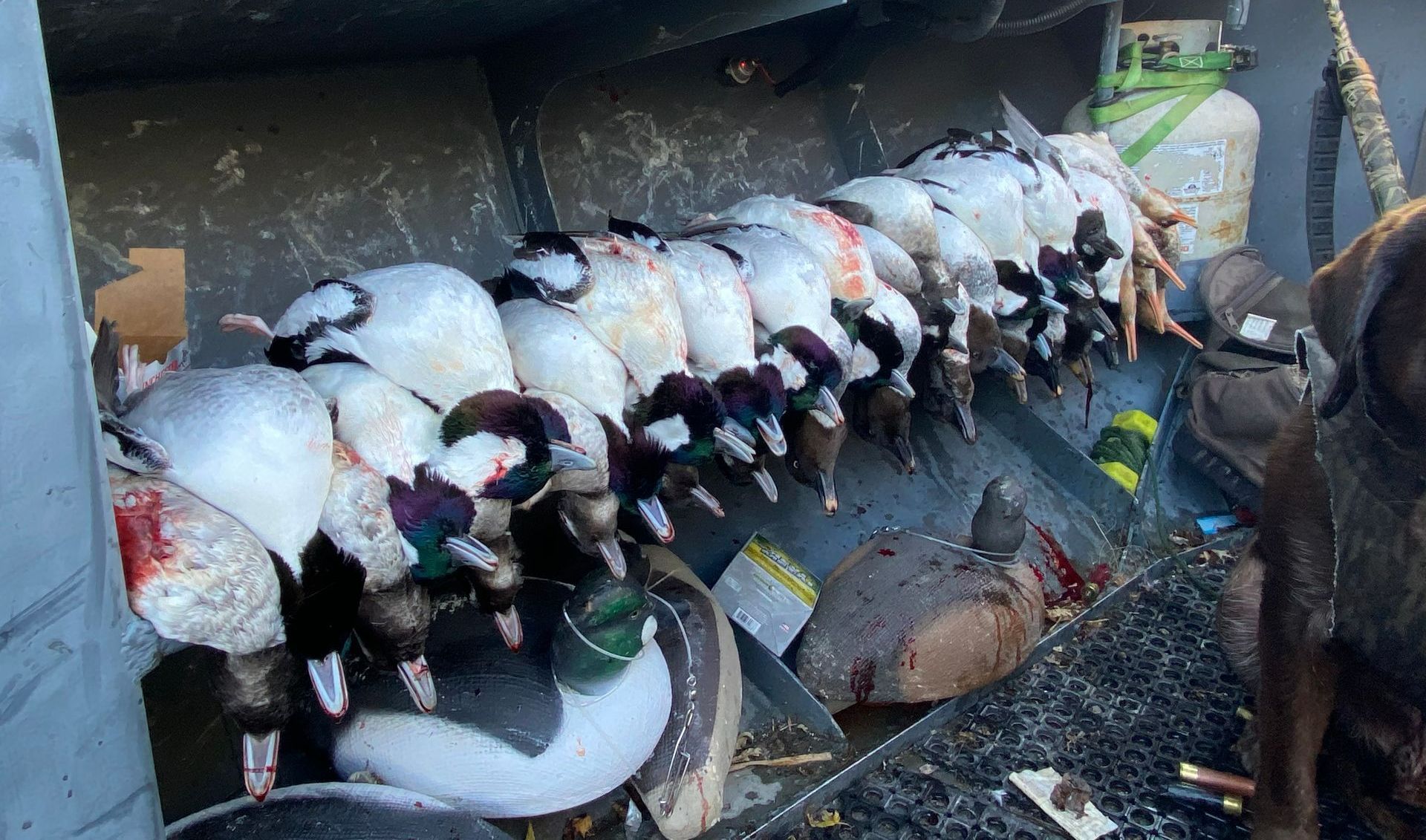 waterfowl hunts Ohio