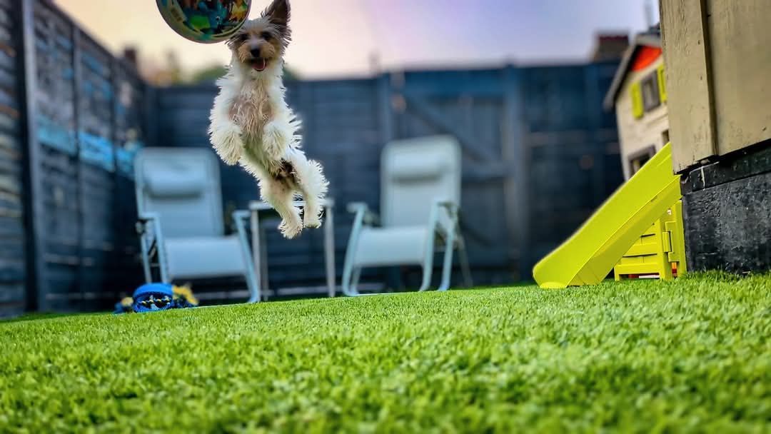 A dog is jumping in the air to catch a ball in a backyard.