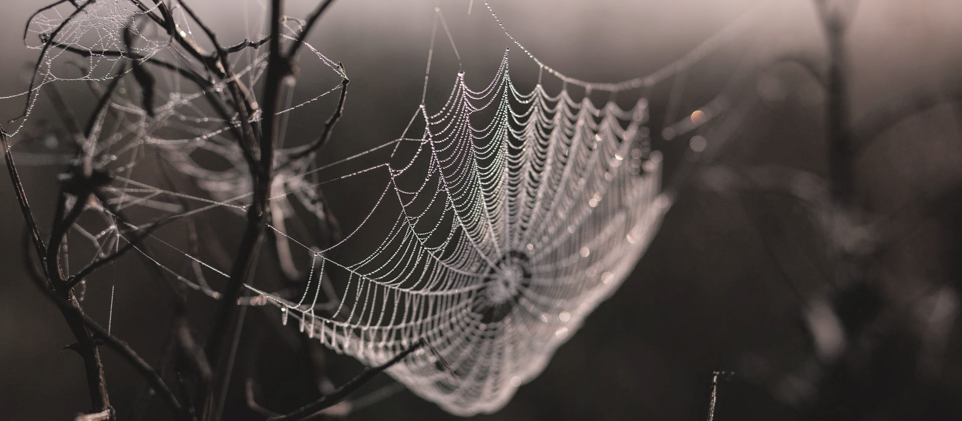 Spider Web