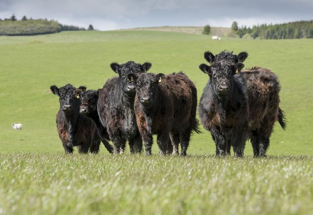 Heritage Highland Cattle Breed Has Value for Today's Producers