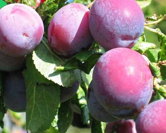 Celebrate British Food Fortnight with a Plum