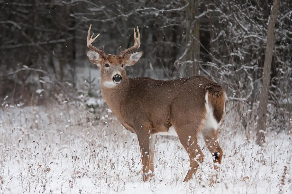 white-tailed deer