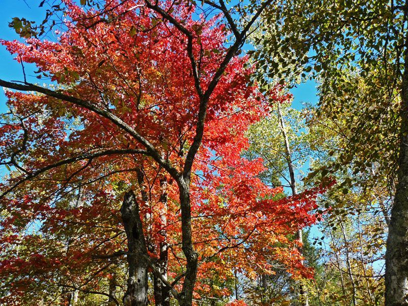 lake in fall