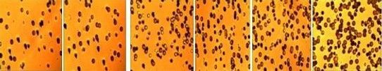 Pictures of the impact crater of alpha particles on a piece of cellulose film Pictures of the impact crater of alpha particles on a piece of cellulose film